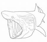 Shark Basking Coloring Elefante Squalo Colorare Disegni Designlooter Printmania sketch template