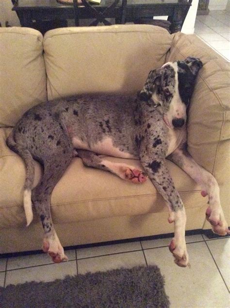 12 Realities That New Great Dane Owners Must Accept