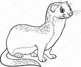 Weasel Cartoon Coloring Animal Book Stock Illustration Depositphotos Izakowski sketch template