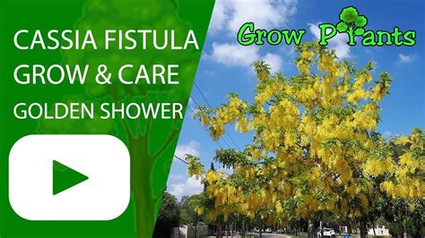 Cassia Fistula Growing And Care Golden Shower Tree Plant