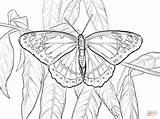Butterfly Coloring Pages Viceroy Printable Color Supercoloring Drawings Print Drawing Swallowtail sketch template