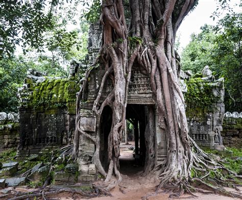 bomen overwoekeren tempels van angkor wat cambodja geert job sevink