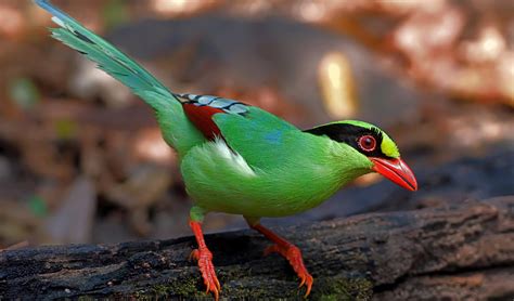 common green magpie    australian geographic