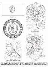 Coloring Massachusetts Symbols State Pages Printable Supercoloring sketch template
