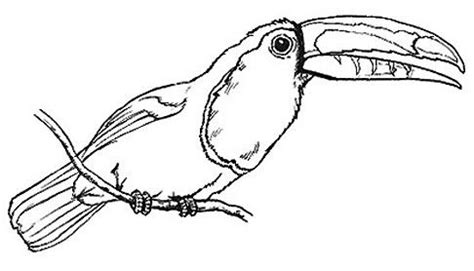print color jungle coloring pages coloring pages bird coloring pages