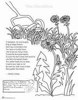 Coloring Pages Dandelion Poetry sketch template