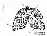 Worksheets Lungs Lung Anatomy Worksheet Superstarworksheets sketch template