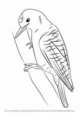 Woodpecker Draw Drawing Step Woodpeckers Getdrawings Learn sketch template