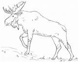 Moose Coloring Draw Drawing Walking Pages Drawings Line Printable Tutorials Step Supercoloring Animal Pencil Deer Cute Categories sketch template