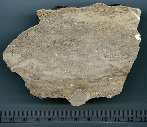 skeletal micritic limestone  worland limestone pennsylvanian