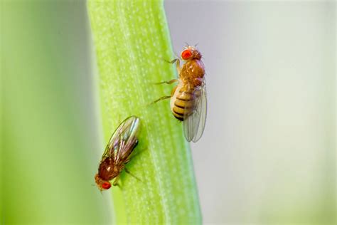 study reveals  male fruit fly decides  court  ignore female