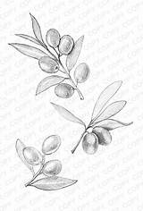 Olive Branch Tattoo Drawing Sketch Azulejos Andaluces Dibujos Para Olivo Illustration Branches Sketches Botanical Drawings Choose Board Google sketch template