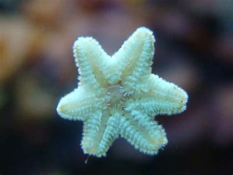die neuen stars im aquarium seesterne  fish aus freude  der
