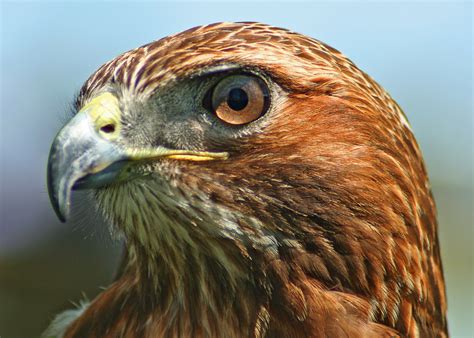 filenorthern red tailed hawkjpg wikimedia commons
