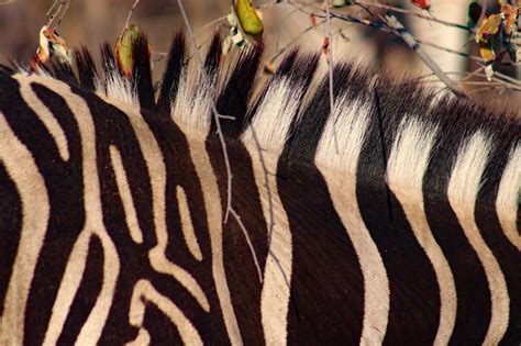 zebra stripes   role  dazzling flies