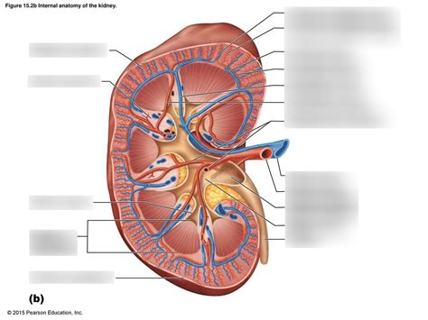 quiz  internal anatomy   kidney diagram quizlet