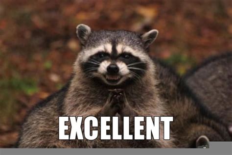 excellent meme raccoon  images  clkercom vector clip art