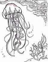 Coloring Pages Jellyfish Sea Ocean Adults Realistic Nautical Drawing Jelly Fish Print Printable Sheet Sponge Star Getcolorings Color Deep Getdrawings sketch template