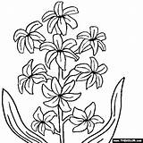 Zambila Zambile Hyacinth Colorat Desene Planse Flori Clopotel Designlooter Thecolor 560px 12kb sketch template