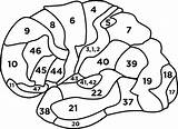 Brodmann Cerebro Medial sketch template