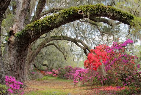 beautiful gardens youll    south carolina