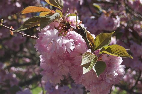cerisiers en fleurs  tokyo