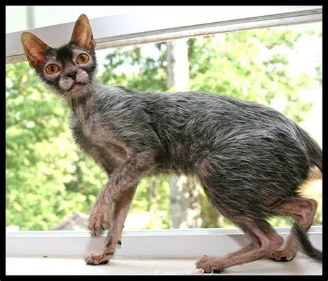 Werewolf Cat Lykoi Cat Werewolf Kitten Werewolf Cats 4 Werewolf