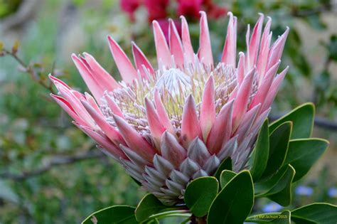 photo south african flower beautiful bright decorative   jooinn