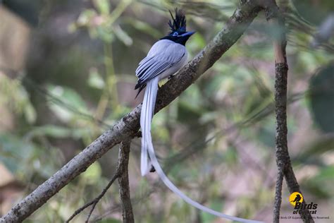indian paradise flycatcher terpsiphone paradise birds of gujarat