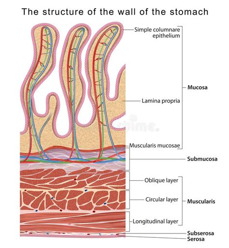 maag mucosa en submucosalagen stock afbeelding afbeelding bestaande uit systeem maag
