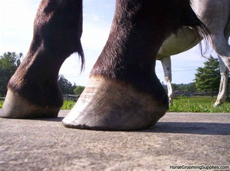 healthy hoof barefoot hoofcare