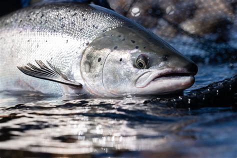 atlantic salmon fishmasterscom