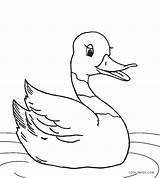 Duck Kaczka Kolorowanki Printable Enten Cool2bkids Ausmalbilder Kids Druku Kolorowanka Ente Malvorlagen sketch template