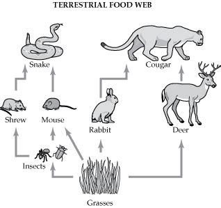 food chain coloring pages foodwebgif kyles animal board