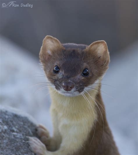 close encounter   long tailed weasel feathered photography