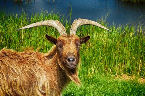 brown goat goat billy goat cute goat billy goat animal ram farm animal nature