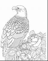 Eagle Coloring Bald Pages Printable Realistic Kids Color Falcon Adult Template Bird Sea Outline Drawing Adults Eagles Print Supercoloring Sheet sketch template