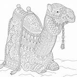 Coloring Zentangle Camel Colourbox sketch template