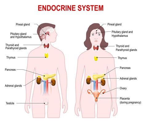 the anatomy of endocrine system mystery stylebuzzer