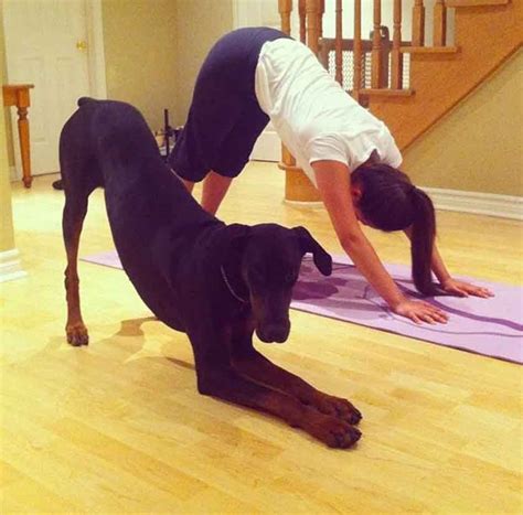 dogs  teach     yoga pets feed