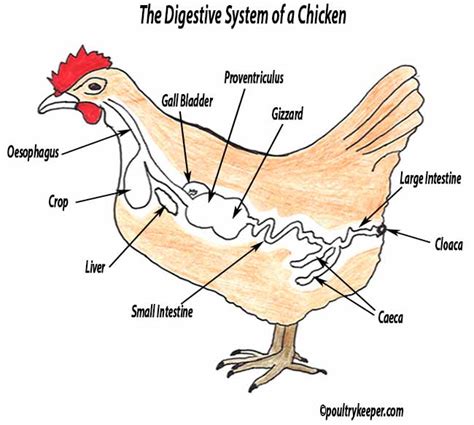 digestive system   chicken