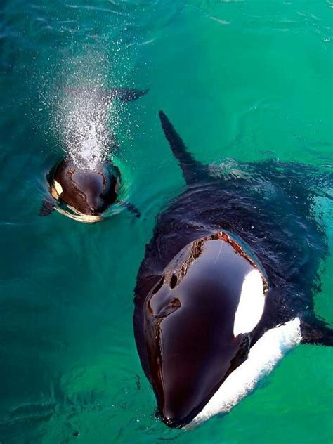 momma  baby killer whales orcas beautiful creatures animals