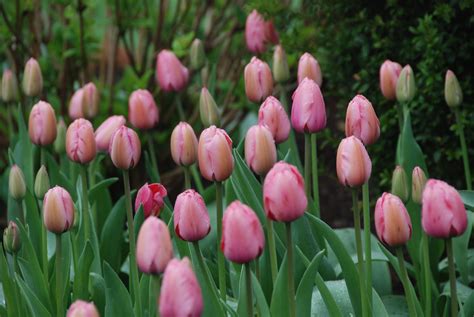 flowers  flower lovers pink tulips flowers