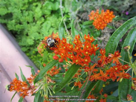 butterfly weed asclepias tuberosa gay butterflies in the milkweeds
