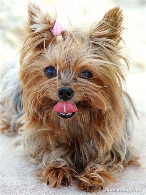 top  small dog breeds  kids love   easyday