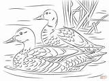 Coloring Mallard Ducks Pages Pair Duck Printable Adult Supercoloring Bird Drawing Elegant Drawings Unlimited Pencil Sheets Colouring Animal Silhouettes Wood sketch template