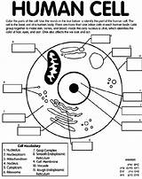 Human Science Cell Cells Worksheet Choose Board Biology Coloring sketch template