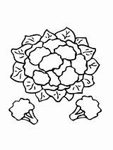 Cauliflower Coloring Drawing Pages Printable Drawings Lewis Clark Supercoloring Clipart Categories sketch template