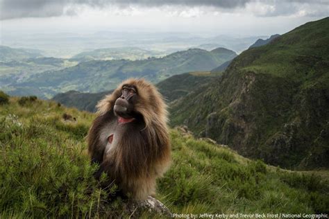 interesting facts about geladas just fun facts