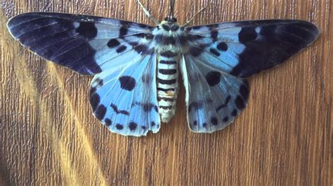 beautiful blue moth youtube